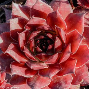 Sempervivum Ultraturmaline - Kövirózsa