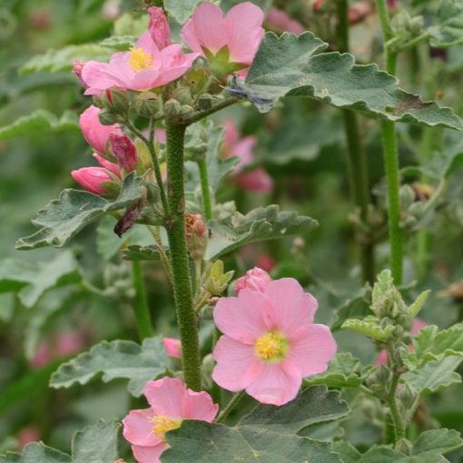 Sphaeralcea Charmeuse - Gömbmályva