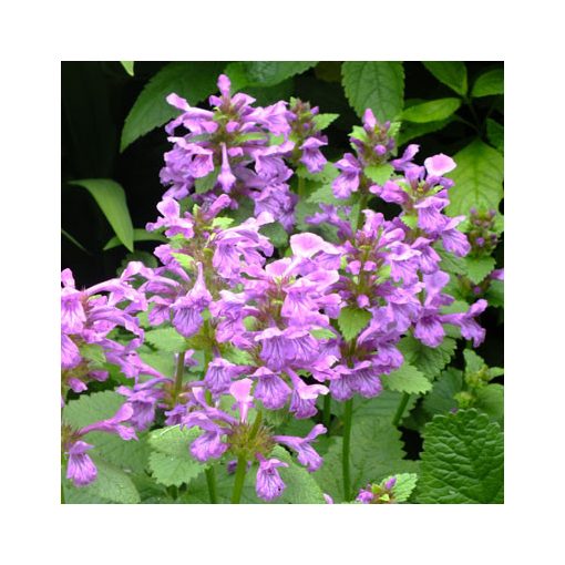 Stachys macrantha - Nagyvirágú tisztesfű