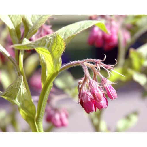 Symphytum officinale Moulin Rouge - Nadálytó