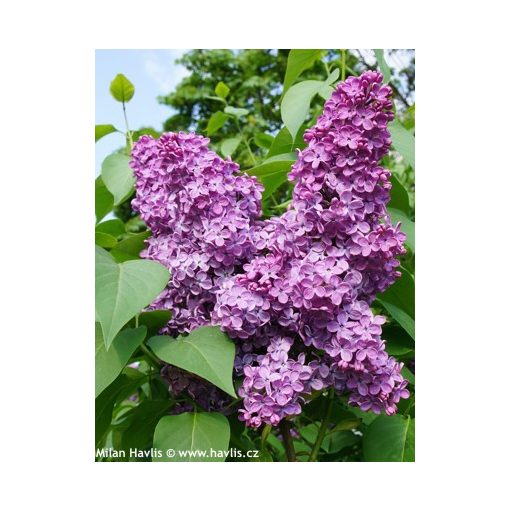 Syringa vulgaris Charles Joly - Orgona