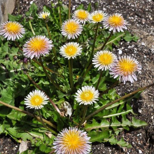 Taraxacum pseudoroseum - Rózsaszín pitypang