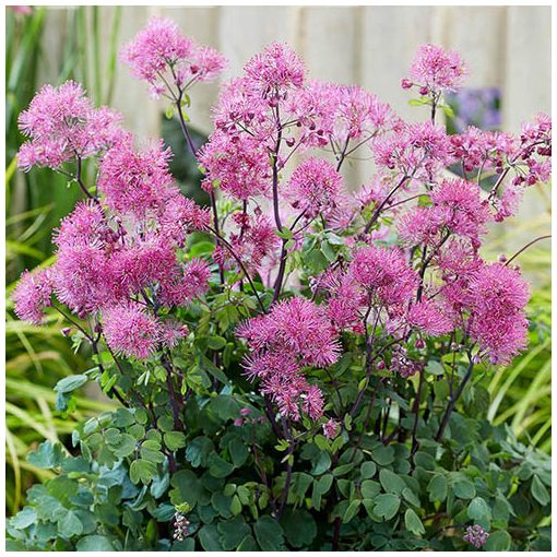 Thalictrum Little Pinkie - Borkóró