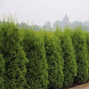 Thuja occidentalis King of Brabant - Nyugati tuja