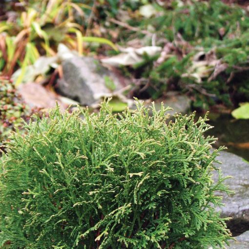 Thuja occidentalis Little Giant - Nyugati tuja