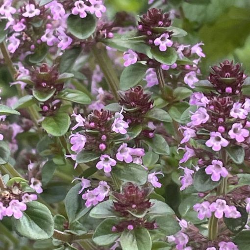 Thymus pulegioides Tabor - Hegyi kakukkfű