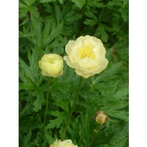 Trollius Alabaster - Zergeboglár