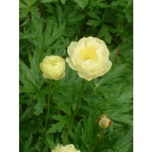 Trollius Alabaster - Zergeboglár