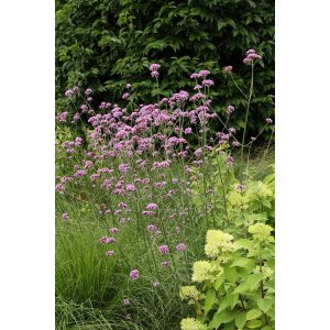 Verbena bonariensis Violet Blue - Ernyős verbénea