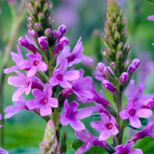 Verbena hastata Blue Spires – Dúsvirágú verbéna