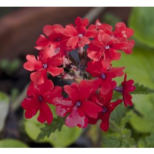 Verbena peruviana - Skarlát vasfű