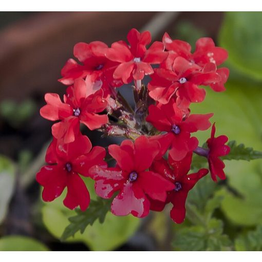 Verbena peruviana - Skarlát vasfű