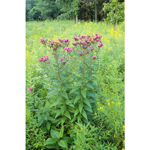 Vernonia fasiculata - Vernónia