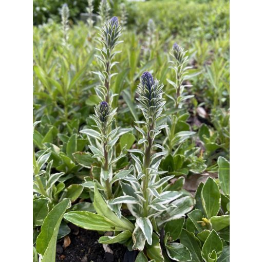 Veronica gentianoides Variegata - Tárnicslevelű veronika