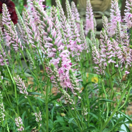 Veronica spicata Inspire Pink - Macskafarkú veronika