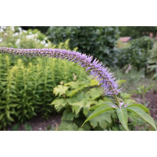 Veronicastrum sibiricum Okamoto - Szibériai veronika