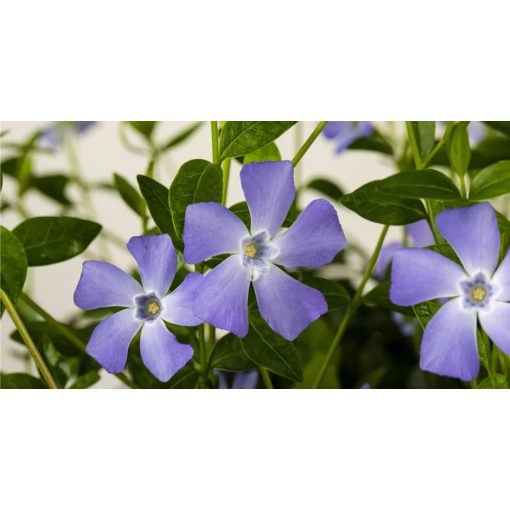 Vinca minor Max - Kis meténg