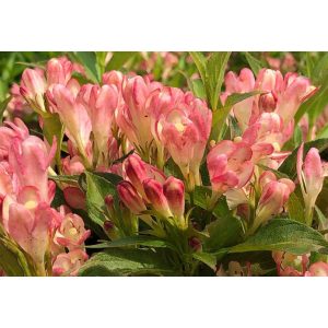 Weigela florida All Summer Peach - Rózsalonc