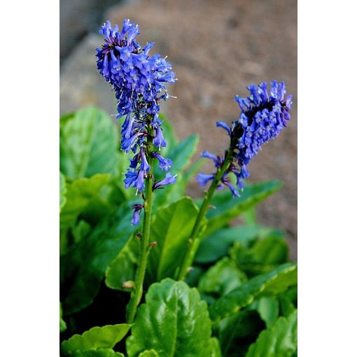 Wulfenia carinthiaca