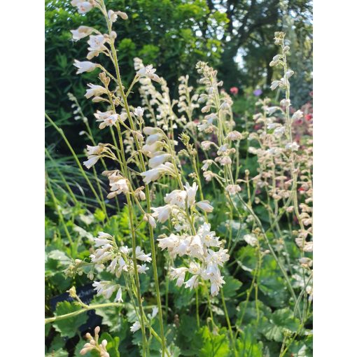 Heuchera sanguinea White Cloud - Tűzgyöngyvirág