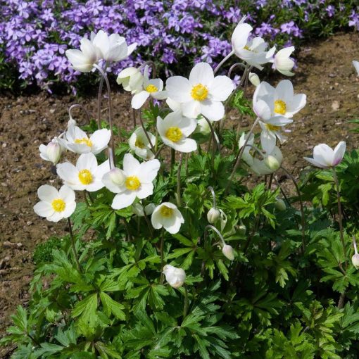 Anemone sylvestris - Erdei szellórózsa