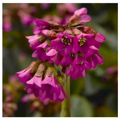 Bergenia cordifolia Shoeshine Rose - Bőrlevél