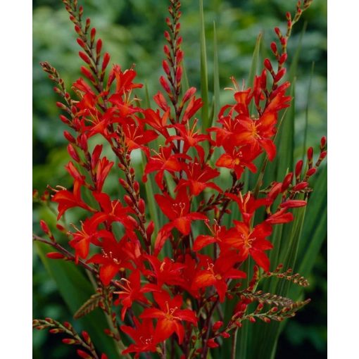 Crocosmia Mistral - Sáfrányfű