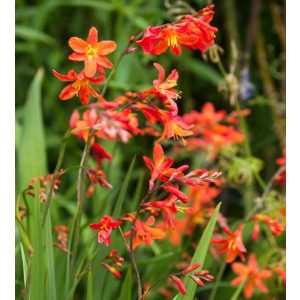 Crocosmia Carmine Brilliant - Sáfrányfű