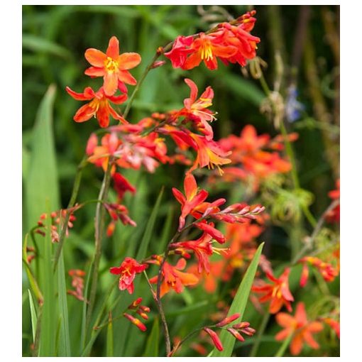 Crocosmia Carmine Brilliant - Sáfrányfű