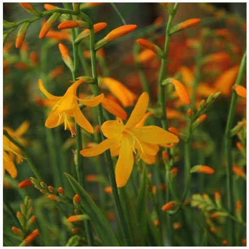 Crocosmia George Davidson - Sáfrányfű