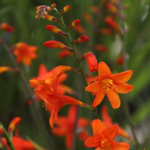 Crocosmia Lady Ann - Sáfrányfű