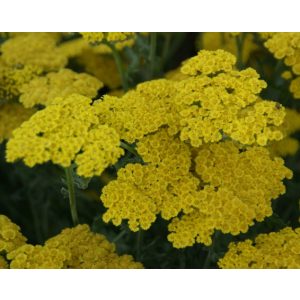 Achillea filipendula Bishkek Gold - Cickafark