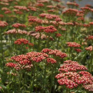 Achillea millefolium Belle Epoque - Cickafark