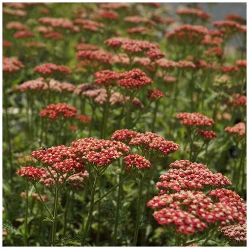 Achillea millefolium Belle Epoque - Cickafark