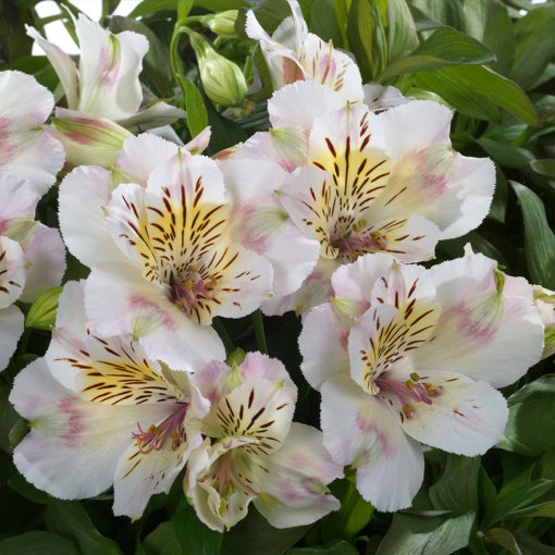 Alstroemeria Times Valley - Inkaliliom