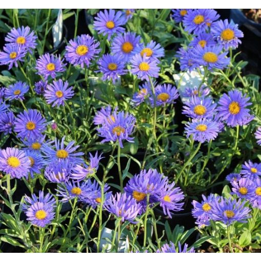 Aster alpinus Blue Star - Havasi őszirózsa