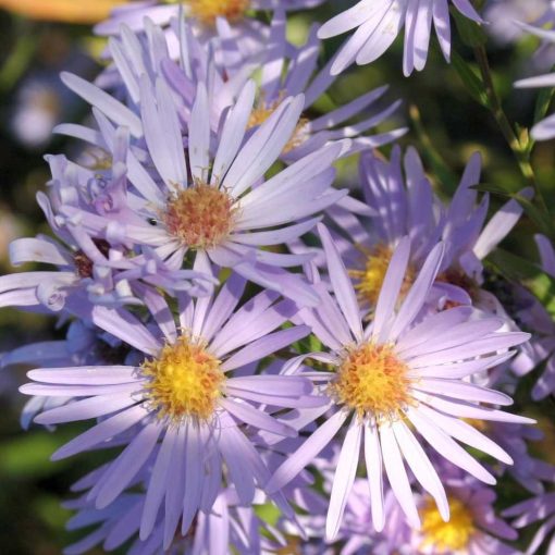 Aster laevis Novemberblau - Évelő őszirózsa