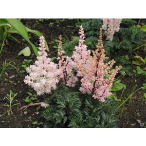 Astilbe chinensis Perkeo - Tollbuga