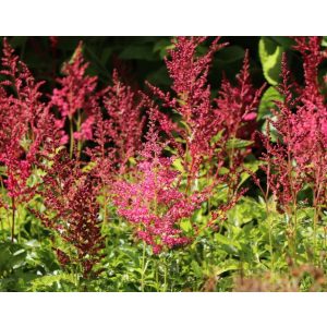 Astilbe arendsii Astary Red - Tollbuga