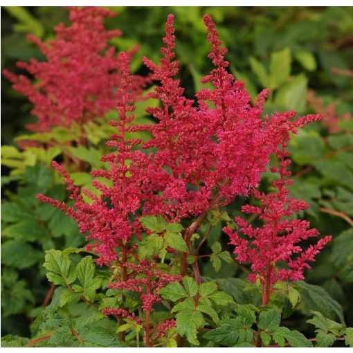 Astilbe Younique Carmine - Tollbuga