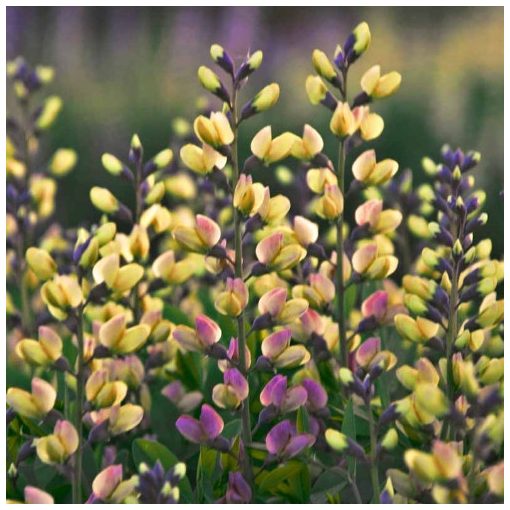 Baptisia Pink Lemonade - Borsófürt