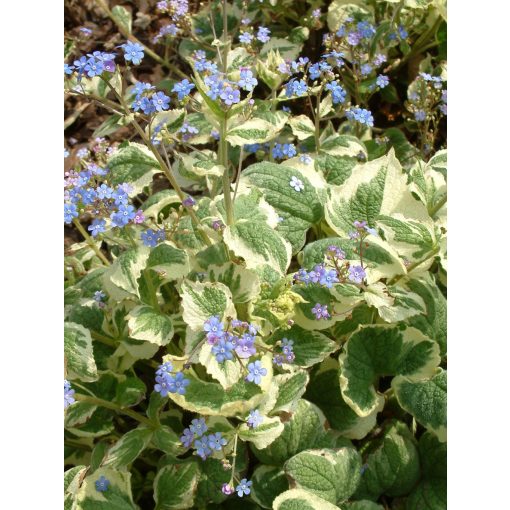 Brunnera macrophylla Dawson's White - Kaukázusi nefelejcs