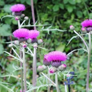 Cirsium rivulare Trevor's Blue Wonder Felley Find