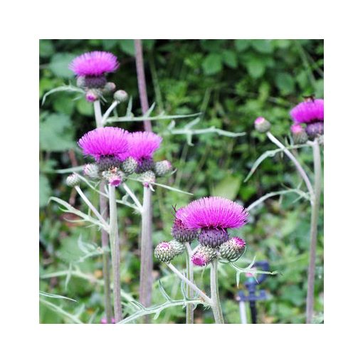 Cirsium rivulare Trevor's Blue Wonder Felley Find