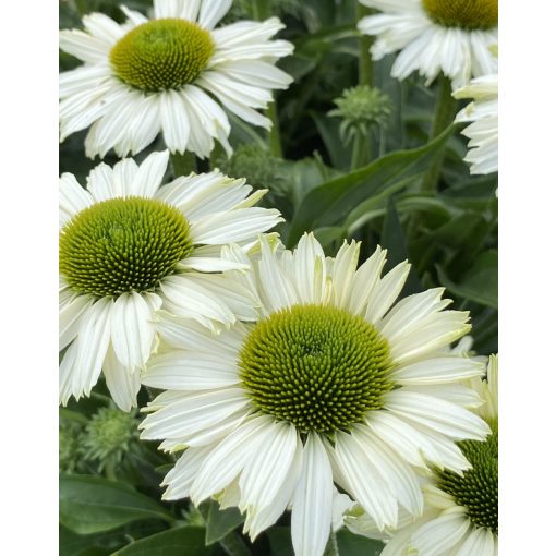 Echinacea 'Sunseekers White'