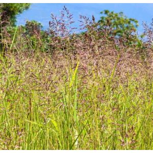 Festuca rubra