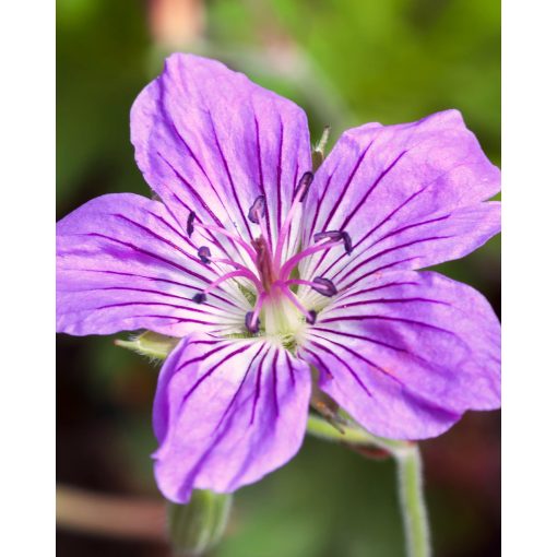 Geranium 'Fay Anna'