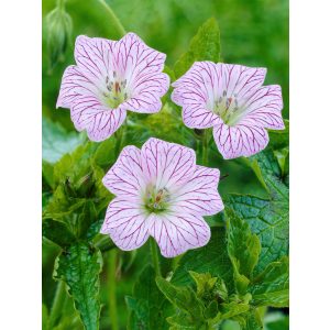 Geranium oxo. 'Walter's Gift'