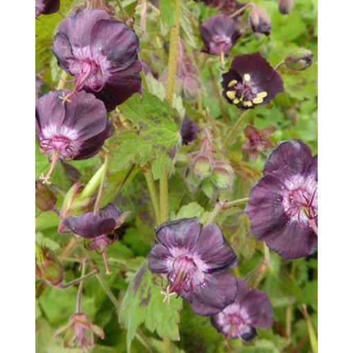 Geranium phaeum 'Angelina'