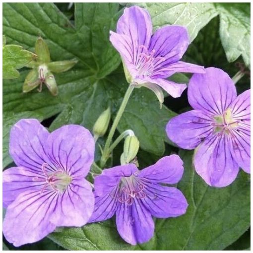 Geranium wlassovianum 'Crug Farm'